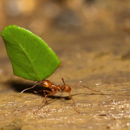 Ant with leaf