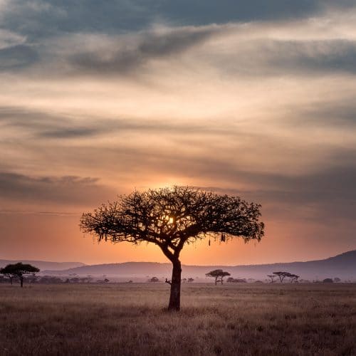 South African Savanna