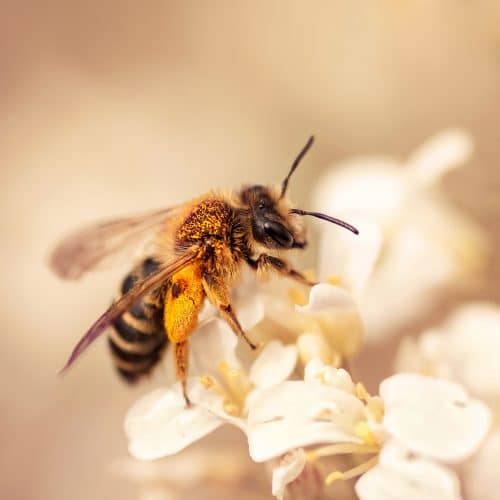 Bee on a flower