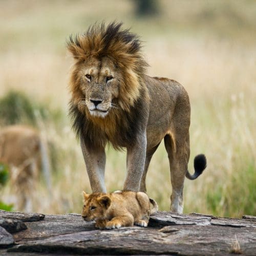 Lion and cub