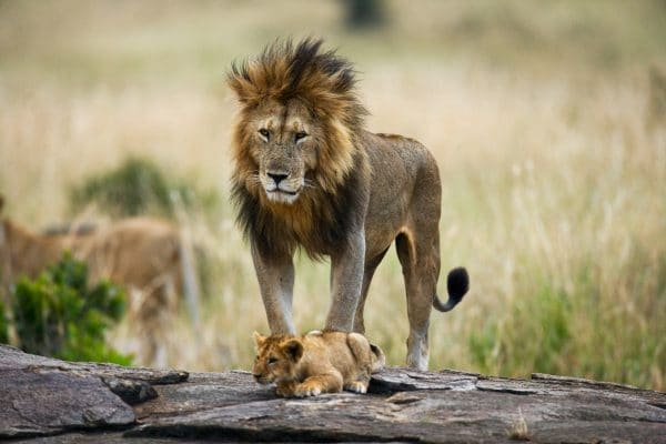 Lion and cub