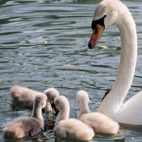 Swan and cygnets